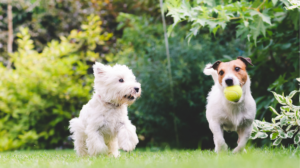 Dogs and Family Sport